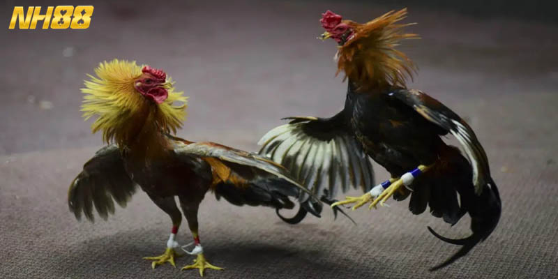 Đá gà tre NH88